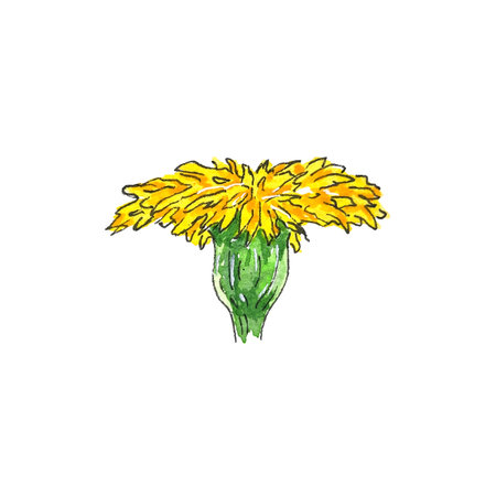 Watercolor illustration of hand painted dandelion wildflowers for use in wedding, holiday and decorative design. Bouquet isolated on white background for cards, packaging and otherの写真素材