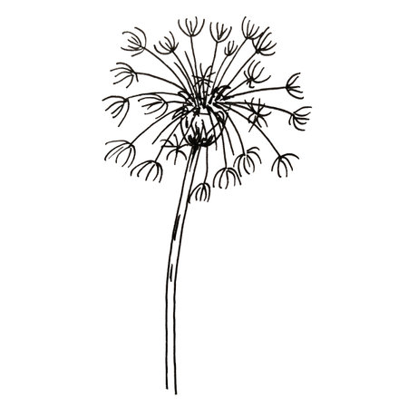 Watercolor illustration of hand painted dandelion wildflowers for use in wedding, holiday and decorative design. Bouquet isolated on white background for cards, packaging and otherの写真素材