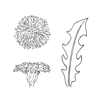 Watercolor clipart of hand-drawn dandelion wildflowers for use in wedding, holiday and decorative design. Illustrations isolated on white background for cards, packaging and othersの写真素材