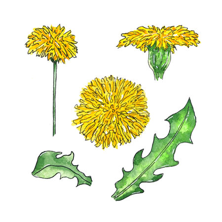 Watercolor clipart of hand-drawn dandelion wildflowers for use in wedding, holiday and decorative design. Illustrations isolated on white background for cards, packaging and othersの写真素材