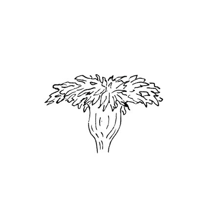 Watercolor illustration of hand painted dandelion wildflowers for use in wedding, holiday and decorative design. Bouquet isolated on white background for cards, packaging. tattooの写真素材