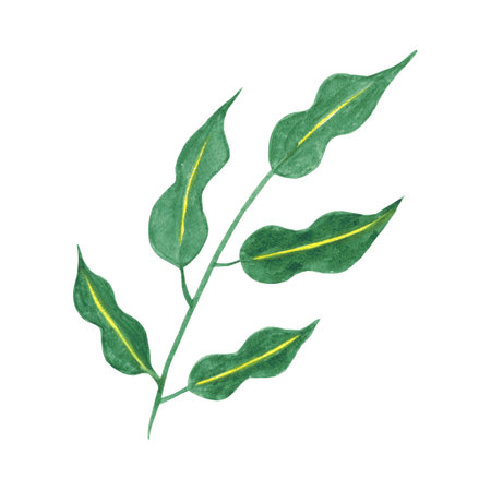Watercolor green leaf hand-painted greens for use in wedding, holiday and decorative design, banner creation. Illustration isolated on white background for cards, patternsの写真素材