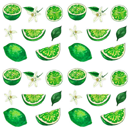 Watercolor seamless pattern of lime slices on a white background, hand-painted in botanical style, for use in holiday, wedding and food design. A citrus, tropical fruitの写真素材
