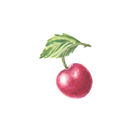 Cherry fruits isolate, cherry with a leaves, watercolor botanical illustrations for labels, menus, logo, invitations or packaging designの写真素材