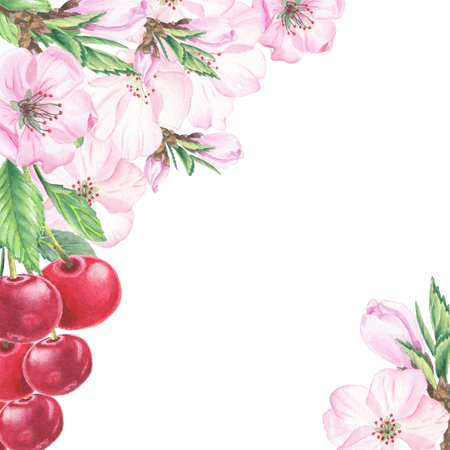 Watercolor illustration hand drawn in botanical style. Frame of pink cherry flowers, buds, berry and green leaves on white background for creating cards, invitations, postcardの写真素材