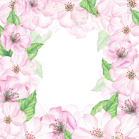 Watercolor illustration hand drawn in botanical style. Frame of pink cherry flowers, buds and green leaves on a white background for creating cards, invitations, postcardの写真素材