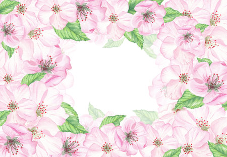 Watercolor illustration hand drawn in botanical style. Frame of pink cherry flowers, buds and green leaves on a white background for creating cards, invitations, postcardの写真素材