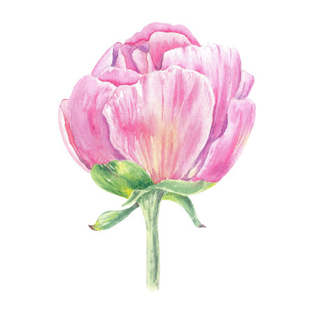 Watercolor peony flower hand drawn in the botanical style for use in logo, wedding, holiday and birthday designs. Pink daisy cute isolated elemet decorating cards, gift wrappingの写真素材