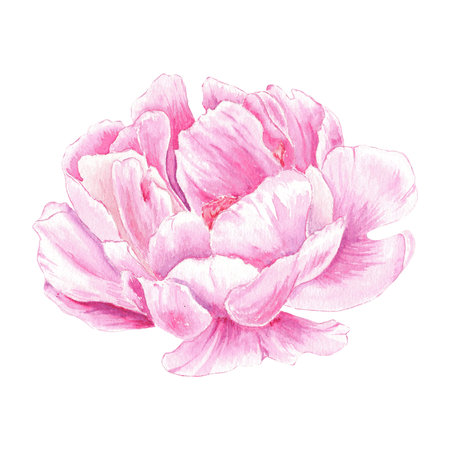 Watercolor peony flower hand drawn in the botanical style for use in logo, wedding, holiday and birthday designs. Pink daisy cute isolated elemet decorating cards, gift wrappingの写真素材