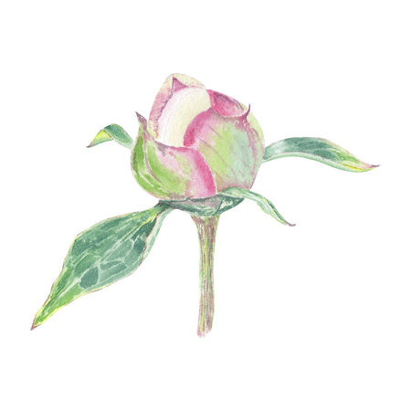 Watercolor peony flower hand drawn in the botanical style for use in logo, wedding, holiday, birthday designs. Pink daisy cute isolated elemet decorating cards, gift wrappingの写真素材
