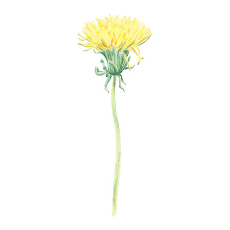 Watercolor isolated wildflower hand-drawn in watercolor in the botanical style for use in logo, wedding, holiday and food design. Yellow daisy flower for decorating cardsの写真素材