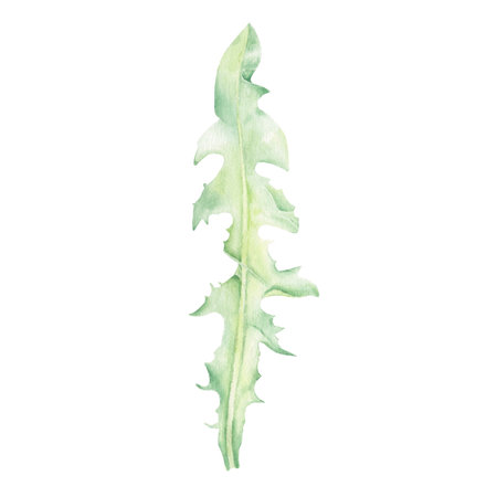 Watercolor isolated wildflower leave hand-drawn in watercolor in the botanical style for use in logo, wedding, holiday and food design. Green daisy leaf for decorating cards, giftの写真素材