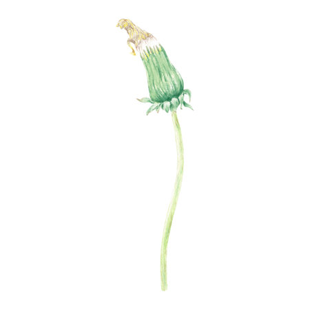 Watercolor isolated wildflower hand-drawn in watercolor in the botanical style for use in logo, wedding, holiday and food design. Yellow daisy flower for decorating cards, giftの写真素材