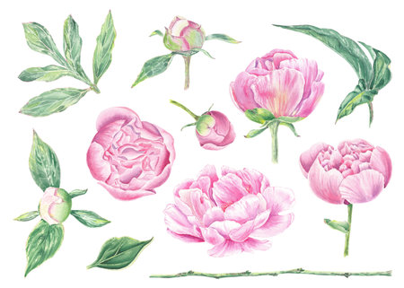 Watercolor peony clipart flower hand drawn in the botanical style for use in logo, wedding, holiday and birthday designs. Pink daisy cute isolated elemet decorating cards, gift wraの写真素材