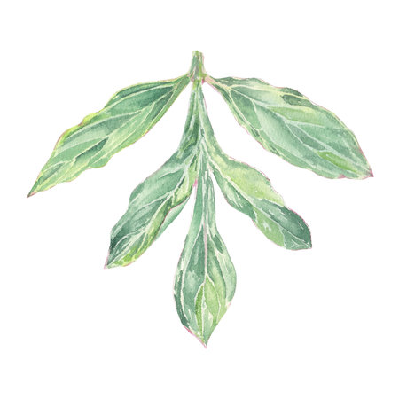 Watercolor peony leaf hand drawn in the botanical style for use in logo, wedding, holiday, birthday designs. Isolated leaves green elemet for decorating cards, gift wrappingの写真素材