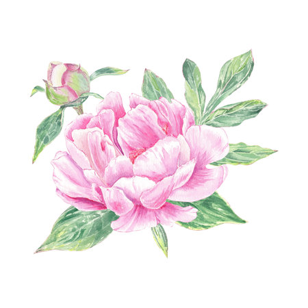 Watercolor composition with pink peonys hand-drawn in botanical style for use in presentation, wedding, holiday and nature design invitation. Daisy flower for decorating cardsの写真素材