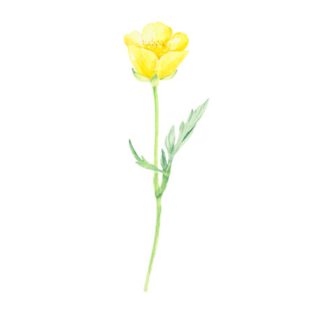 Watercolor flower hand-drawn in the botanical style for use in logo, wedding, holiday design. Yellow daisy wildflower buttercup for decorating cards, gift wrapping, postersの写真素材