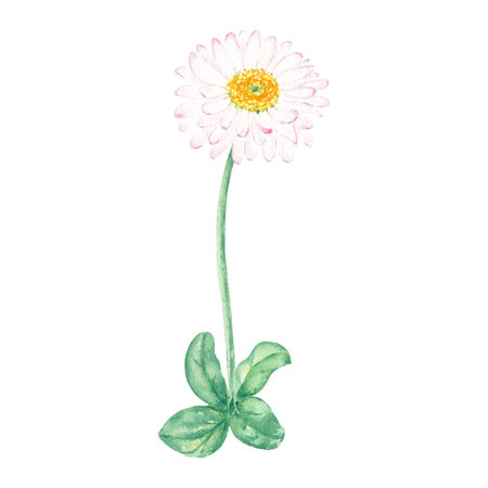 Watercolor flower chamomile hand-drawn in watercolor in the botanical style for use in logo, wedding, holiday design. Pink daisy flower marigold for decorating cards, gift wrappingの写真素材