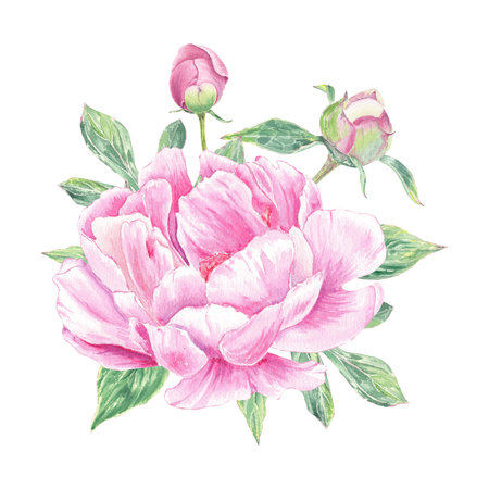 Watercolor composition with pink peonys hand-drawn in botanical style for use in presentation, wedding, holiday and nature design invitation. Daisy flower for decorating cardsの写真素材