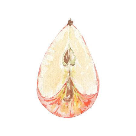 Watercolor red half an apple slice isolated illustration on white background. Autumn fruit for logo, menu, poster, pattern. Art for design. Healthy eating foodの写真素材