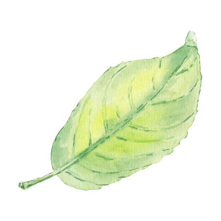 Watercolor apple leaves isolated illustration on white background. Hand pointed image in botanical stile for logo, menu, poster, pattern. Art for design. Greeneryの写真素材