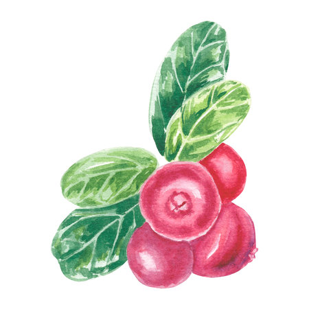 Watercolor cranberry, conberry lingonberry isolated illustration on white background.の写真素材