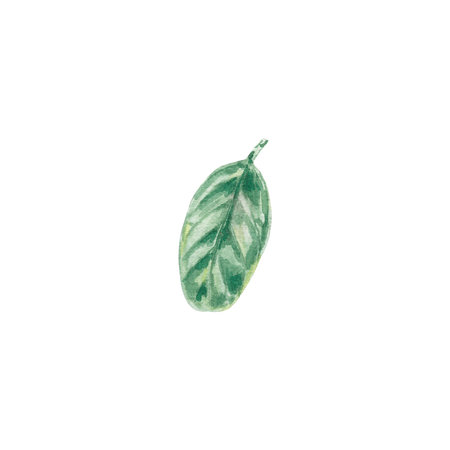 Watercolor cranberry, conberry lingonberry leaves isolated illustration on white background.の写真素材
