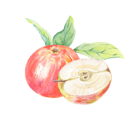 Watercolor red yellow apple and slice, leaves isolated illustration on white background.の写真素材