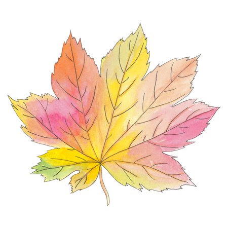 Watercolor autumn maple leaf isolated on white background. Beautiful colorful botanical illustration. Art for design card, logo, wedding invitation, patterns, wallpaper.の写真素材