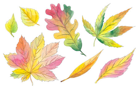 Watercolor clipart autumn leaves isolated hand drawn on white background. Beautiful colorful botanical illustration. Art for design card, logo, wedding invitation, patternsの写真素材