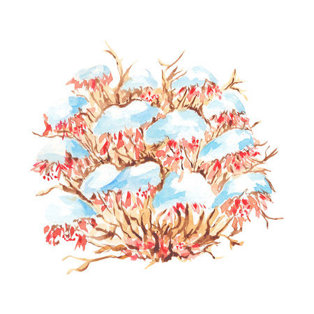 Bush with red berries and dried leaves in snow watercolor illustration hand drawn. Nature in forest, snow-covered plant. Isolated drawing for creating winter landscape, postersの写真素材