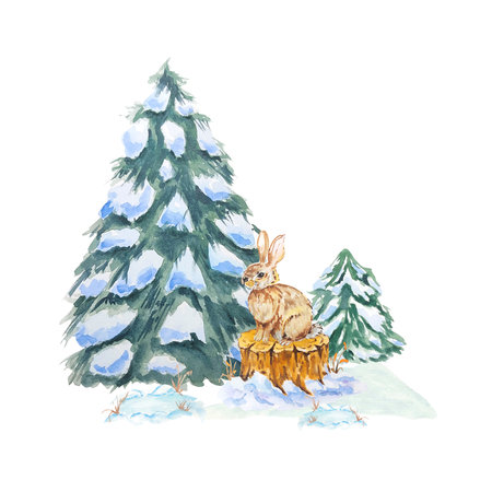 Hare or rabbit, bunny on wooden stump in the forest among coniferous spruce trees in clearing among snow and dried grass. Watercolorの写真素材