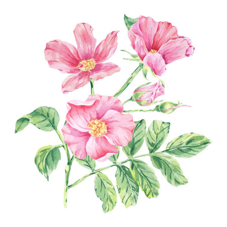 Pink wild rose on stem foliage watercolor illustration isolated on white. Rosehip flowers, buds, leaves on branch hand drawn botanical sketch. blossoms for label, floral wedding.の写真素材