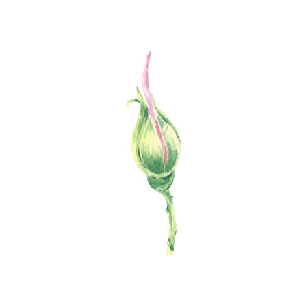 Bud wild rose pink watercolor illustration isolated on white. Rosehip flowers hand drawn botanical sketch. Dog rose blossoms. Cherry flower for greeting cardの写真素材