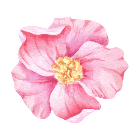 Flowers wild rose pink watercolor illustration isolated on white. Rosehip hand drawn botanical sketch. Dog rose blossoms for label, packaging, floral wedding. Apple and cherry flower for greeting cardの写真素材