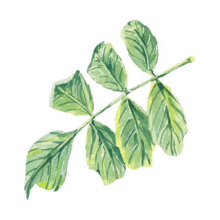 Leaf green wild rose watercolor illustration isolated on white. Rosehip foliage, leaves hand drawn botanical sketch. Rowan leaves, rose hips, for label, packaging, floral eco natural foliage wedding.の写真素材