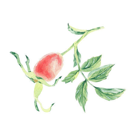 Wild rose pink watercolor illustration isolated on white. Rosehip flowers hand drawn botanical sketch. Dog rose blossoms for label, packaging, floral wedding. Apple and cherry flower for greeting cardの写真素材