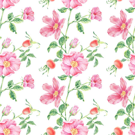 Pattern seamless pink wild rose on stem with foliage watercolor illustration on white. Rosehip flower print hand drawn botanical sketch for printing on wallpaper, textile, tableware, wrapping paperの写真素材