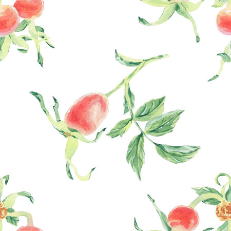 Rosehip seamless pattern on stem with berries watercolor illustration on white. Pink wild rose berry print hand drawn botanical sketch for printing on wallpaper, textile, tableware, wrapping paperの写真素材