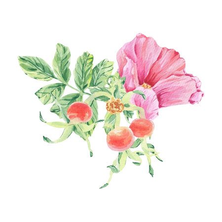 Pink wild rose on stem foliage watercolor illustration isolated on white. Rosehip flowers, berry, leaves on branch hand drawn botanical sketch. Dog rose blossoms for label, packaging, floral wedding.の写真素材
