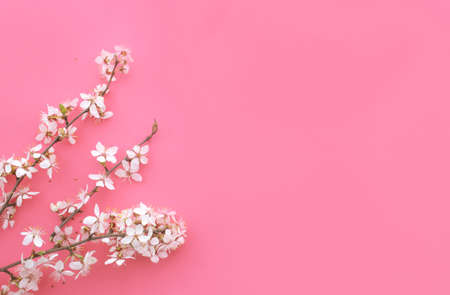 flowering spring cherry branch on a pink background. View from aboveの写真素材