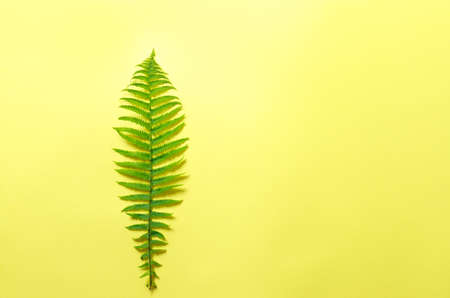fern on a yellow background. Travel, vacation, airline ticketsの写真素材