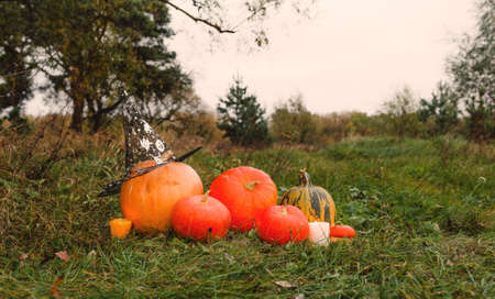 two pumpkin the healthy and the sick.Pumpkin in a mask and a knitted cap of orange color on multi-colored autumn leaves.の写真素材