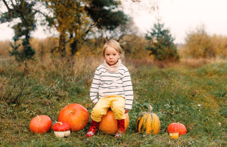 a little girl in yellow pants and red boots is sitting on a large pumpkin there are many large and small pumpkins aroundの写真素材