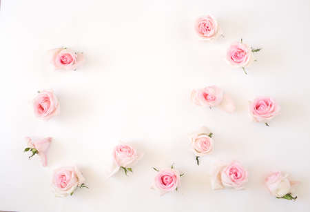 pink roses on a white background. View from above.の写真素材
