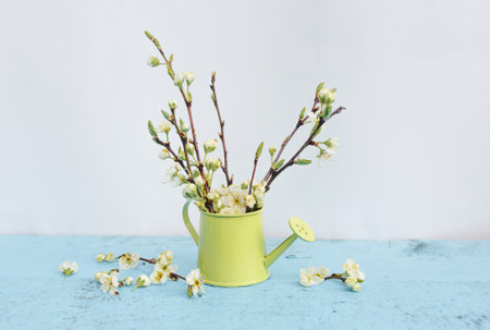 tree branches with white flowers in a vase of light green color on a light blue background. Spring flower arrangement.の写真素材