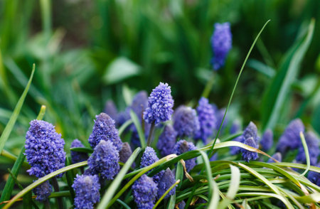 many beautiful spring flowers of blue and blue color on the bed. Muscari.の写真素材