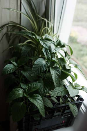 Pepper seedlings in a plastic pot stand at home on a white windowsillの写真素材