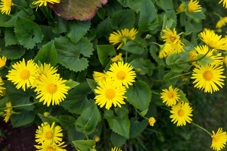 spring ones. yellow flowers growing in the garden top viewの写真素材