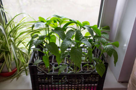 Pepper seedlings on the windowsill. Seedlings in the greenhouse close-up. The concept of preparing for the planting season in agriculture.の写真素材